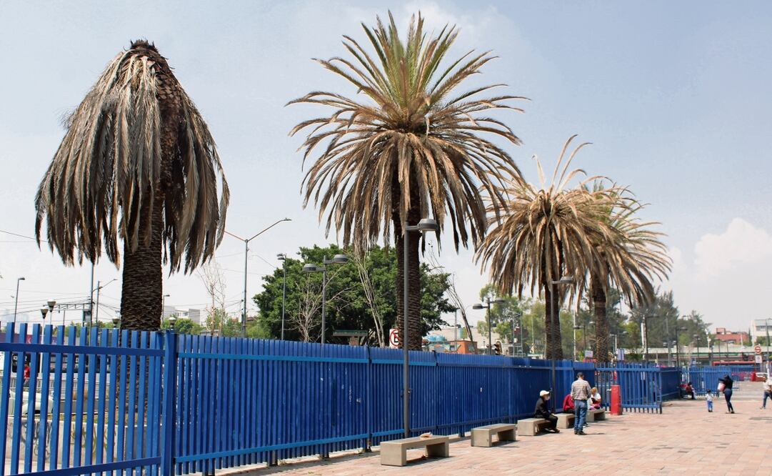 El año pasado la Sedema continuó con el retiro de palmeras canarias consideradas como muertas debido a la presencia de patógenos, de acuerdo con transparencia. Foto: Berenice Fregoso / EL UNIVERSAL