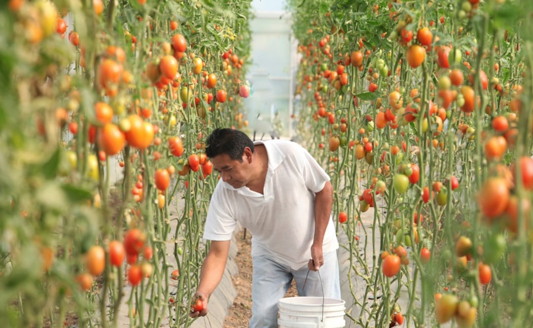There 1.5 million tomato growers in Mexico – Photo: Adrián Hernández/EL UNIVERSAL