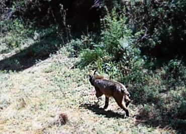 ¿Qué hacer si ves un animal silvestre en CDMX? Aquí te decimos