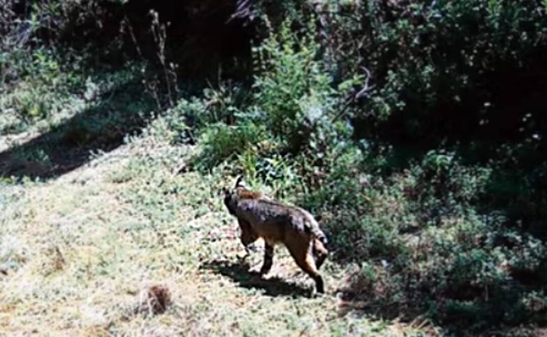 En el Desierto de los Leones se ha reportado la presencia de “depredadores tope”, como el lince y el coyote. Foto: Especial