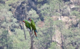 Registran avistamiento en Chihuahua de dos guacamayas verdes, ave en vías de extinción; Conanp llama a preservar su hábitat