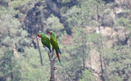 Registran avistamiento en Chihuahua de dos guacamayas verdes, ave en vías de extinción; Conanp llama a preservar su hábitat