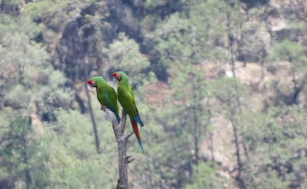 Registran avistamiento en Chihuahua de dos guacamayas verdes, ave en vías de extinción; Conanp llama a preservar su hábitat