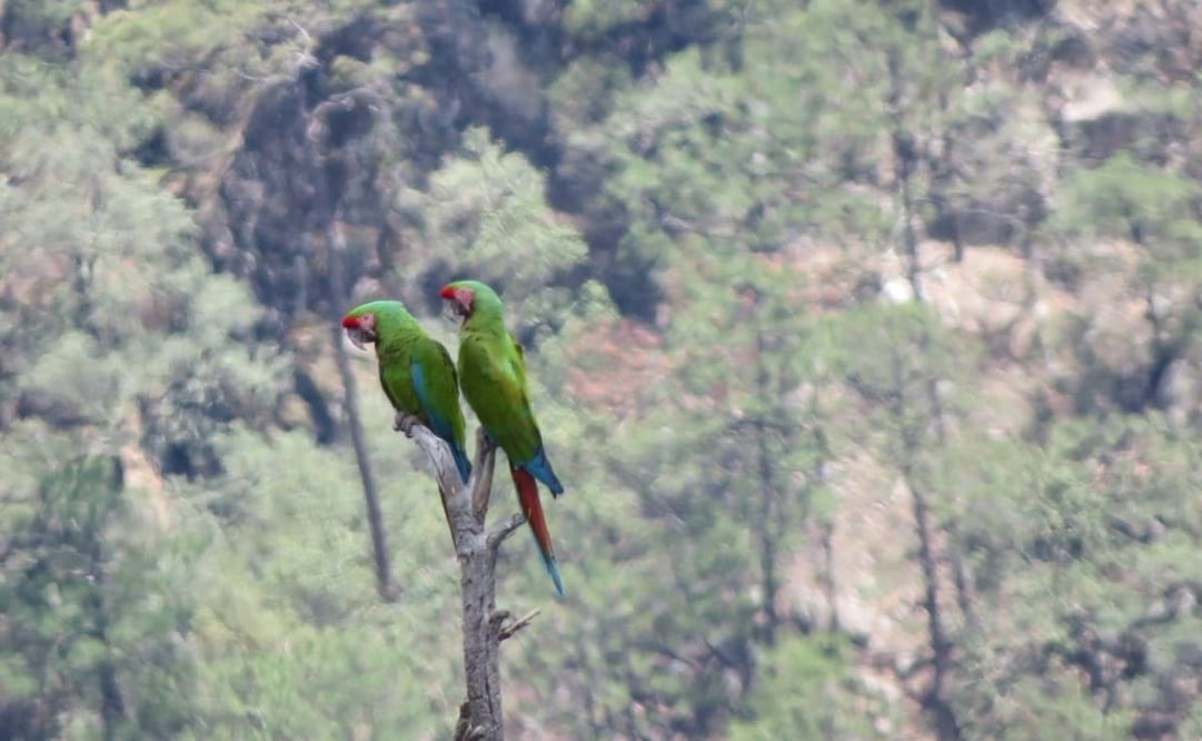 Conanp registra avistamiento de guacamaya verde en el Parque Nacional Cascada de Bassaseachic. Foto: Conanp