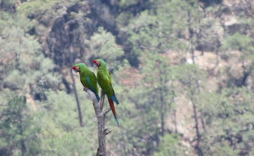 Endangered Green Macaws Spotted in Chihuahua National Park; Conanp Urges Habitat Protection