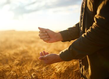 En búsqueda del mejor trigo mexicano, su procesamiento y los tipos de harina