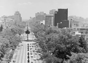 La Palma de Reforma: el adiós llega tras más de 100 años