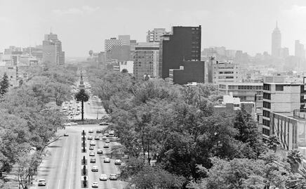 La Palma de Reforma: el adiós llega tras más de 100 años