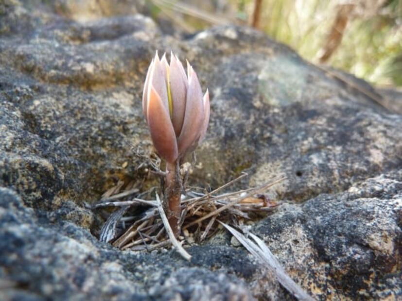 Oye Karen, tómate una infusión de uña de gato; estos son los beneficios