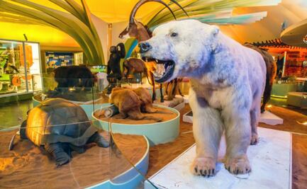 ¿Sin nada que hacer estas vacaciones?; conoce las actividades gratuitas que habrá en el Museo de Historia Natural