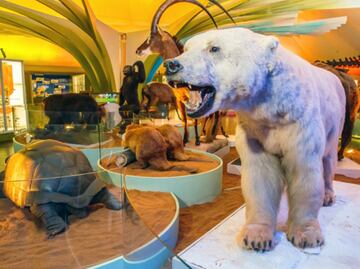 ¿Sin nada que hacer estas vacaciones?; conoce las actividades gratuitas que habrá en el Museo de Historia Natural