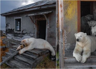 VIDEO: Grupo de osos polares se muda a instalación soviética abandonada