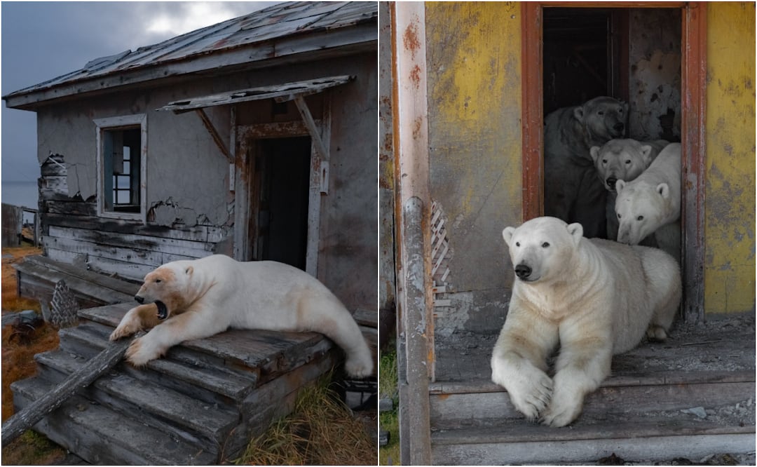 Un grupo de osos polares invadió un antiguo edificio que pertenecía a la Unión Soviética en el Círculo Polar Ártico de Rusia. Foto: Instagram @makhorov