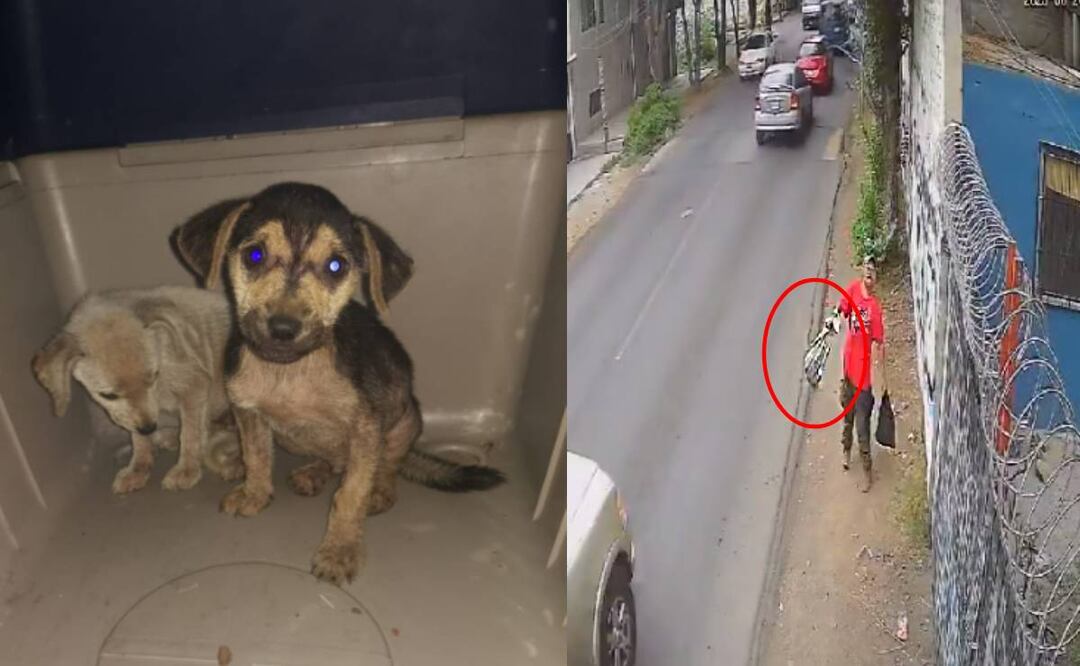 En la imagen se observa a un hombre arrojando un costal a un predio baldío; dentro se encontraban los dos cachorros Foto: Especial