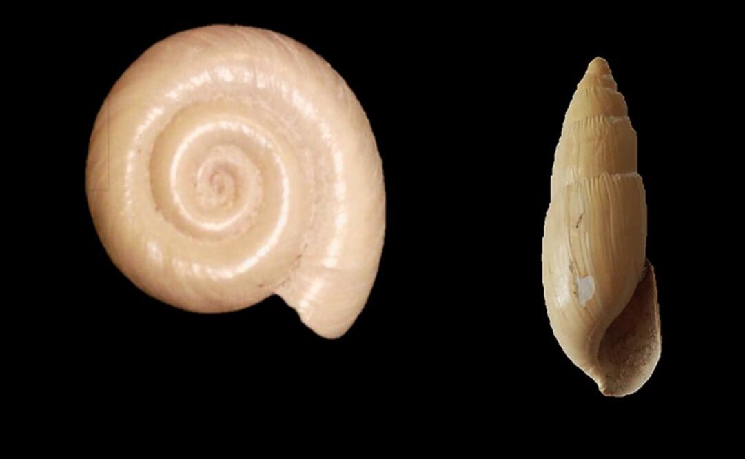 The snails found in San Luis Potosí – Photo: Taken from the INAH's website