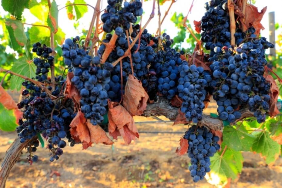 El Cielo festeja su séptimo aniversario
