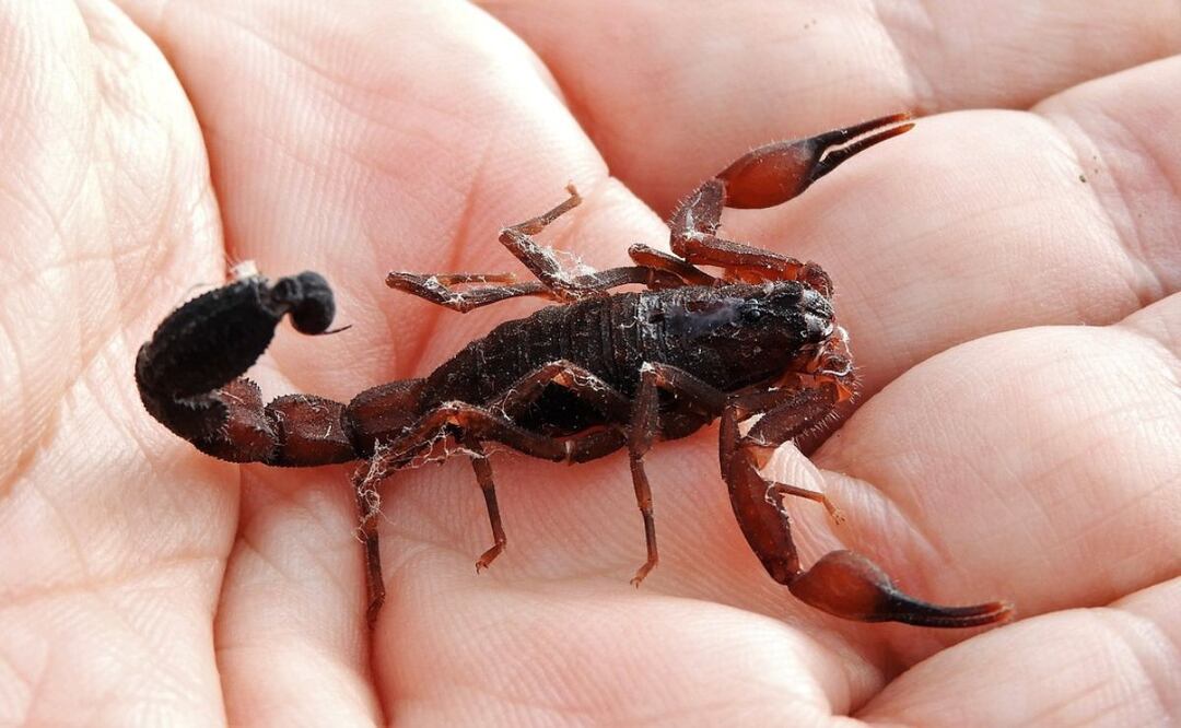 Picaduras. Fuente: Pixabay