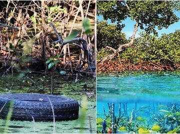 Mangroves, essential to fight climate change