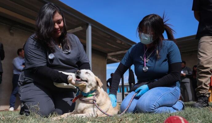 Refugio Franciscano acusa cancelación de visitas a albergues de perros en la GAM; califican acción como falta de respeto
