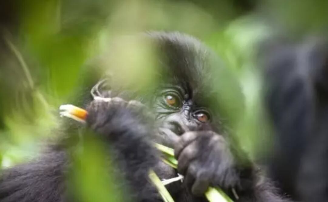 Foto: OXFORD BROOKES UNIVERSITY vía Europa Press