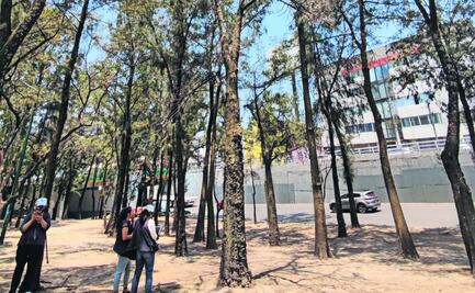Requieren cuidados 48 árboles en la colonia Anzures