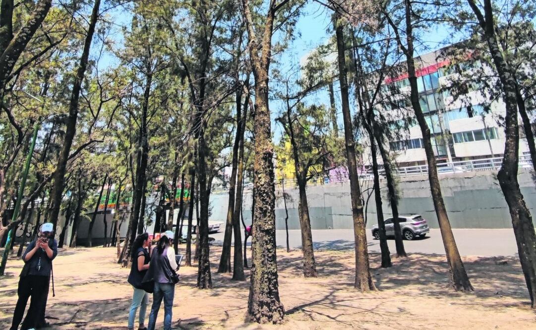 La Procuraduría Ambiental y del Ordenamiento Territorial revisó árboles en diversas alcaldías. Foto: Especial