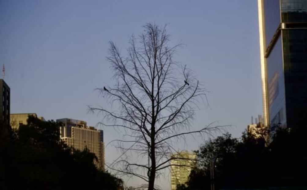 Ahuehuete que estaba sobre Reforma ya está sembrado en Vivero Nezahualcóyotl: Sheinbaum