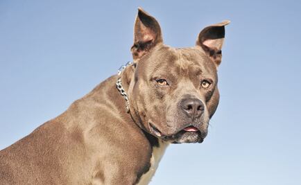 ¿Cómo podemos identificar y tratar a un perro agresivo?