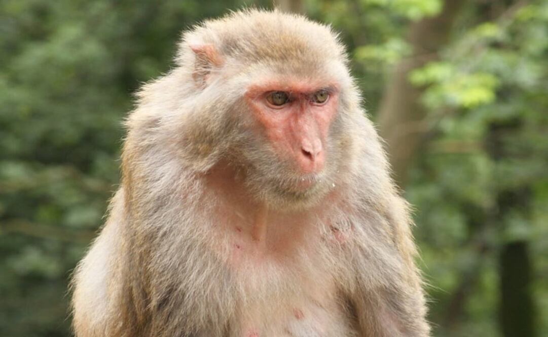 Foto: Flickr: Einar Fredriksen / Un total de 18 monos Rhesus fueron infectados con una cepa de coronavirus