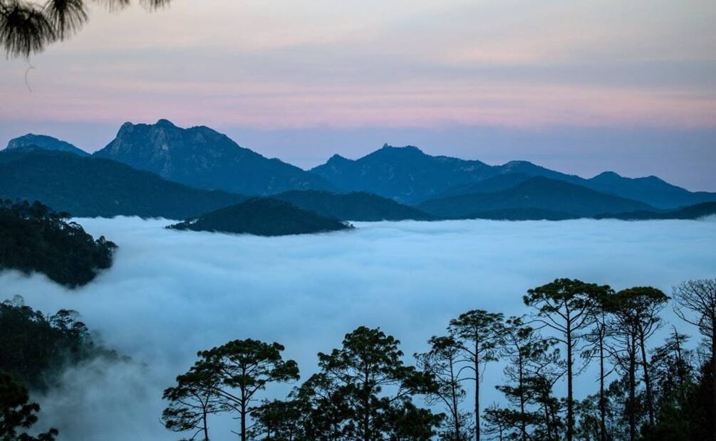 Bosque de Maple en Jalisco. Foto: Cortesía