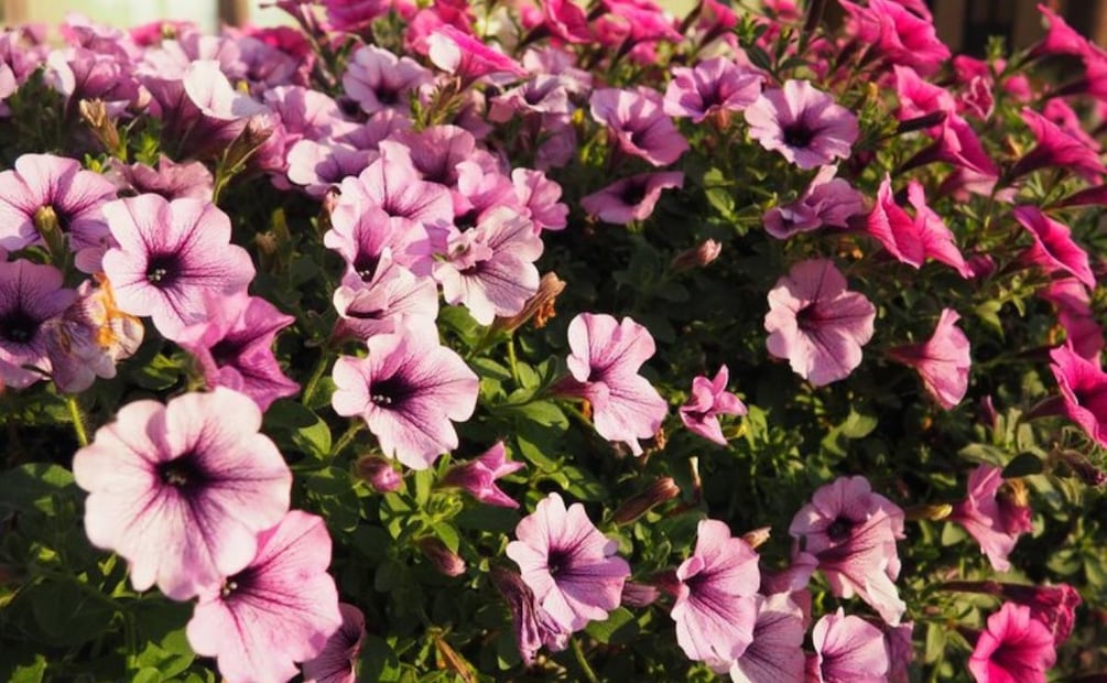Consejos para un jardín lleno de petunias y color. Fuente: Freepik.