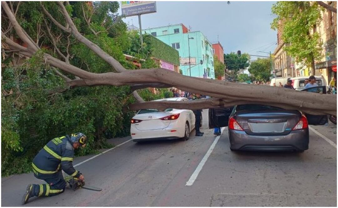 El árbol de 30 metros cayó sobre las calles Luis Moya y Ernesto Pugibet, en la colonia Centro. Foto: Especial