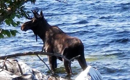 Alce muere ahogado en lago de EU por posible asedio de turistas