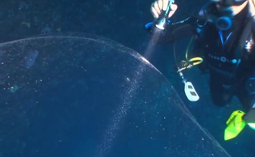 Esfera podría haber sido placenta de una ballena. Foto: Captura Youtube