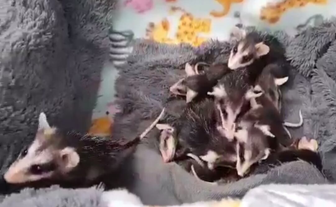 (Foto: Secretaría de Seguridad Pública de la Ciudad de México)