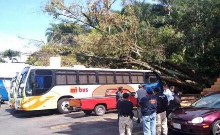 Reportan caída de árboles tras lluvias en Cuernavaca