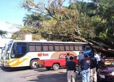 Reportan caída de árboles tras lluvias en Cuernavaca