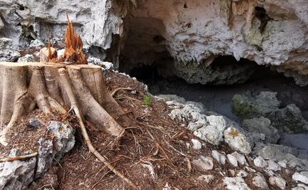 Señalan contradicciones en Manifestación de Impacto ambiental del Tramo 5 Sur del Tren Maya