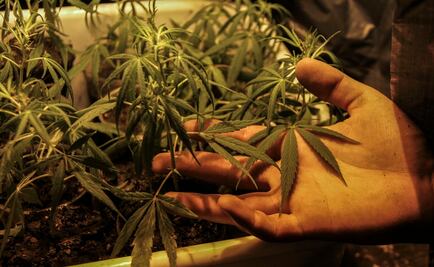 Cofepris ha recibido 81 solicitudes para uso de marihuana