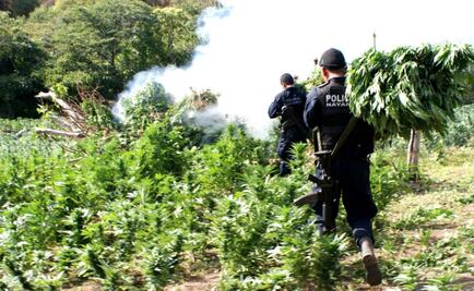 Aseguran 10 terrenos con mariguana en Nayarit