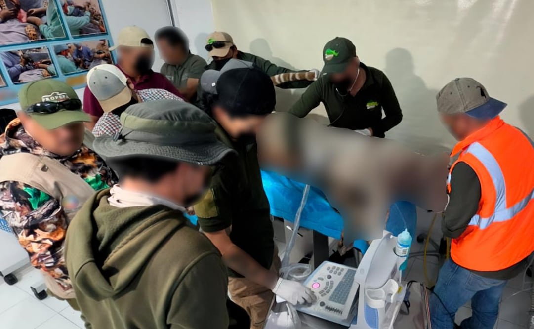El tigre de bengala Kenzo murió después de ser capturado. Foto: Especial