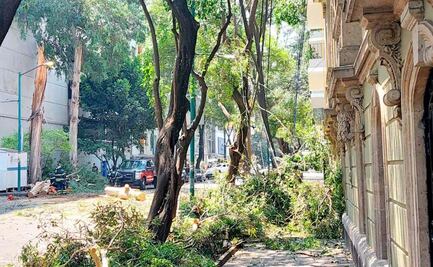 Reportan caída de árbol en la alcaldía Cuauhtémoc