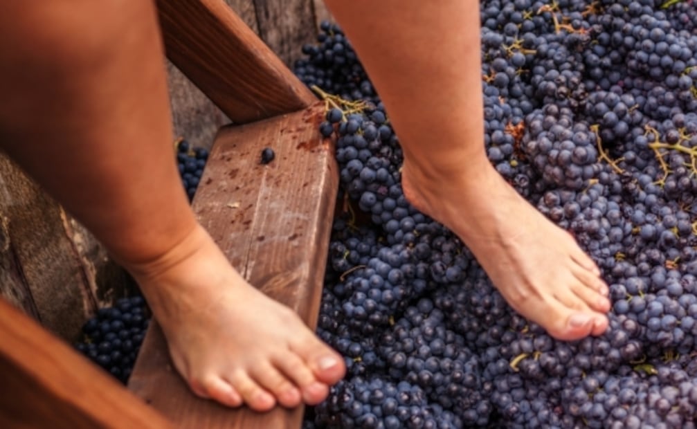 ¡A pisar las uvas! 8 fiestas de la vendimia en Querétaro