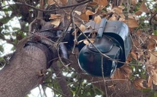 ¡Hasta en los árboles! Aseguran cámaras de videovigilancia con celdas solares en Navolato, Sinaloa 