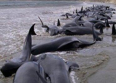 Manifestaciones en Mauricio tras desastre ecológico y muerte de 39 delfines