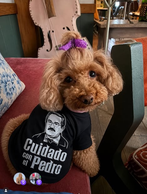 Ofelia, la mascota del cantante Apio Quijano, luce outfit.
Instagram ofe.quijano