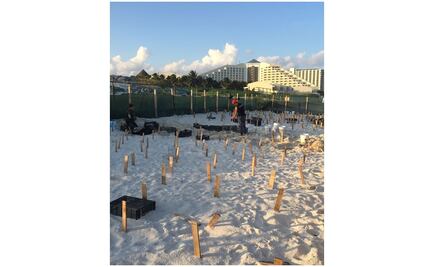 Cancún ordena suspender construcción de hotel en Playa Delfines