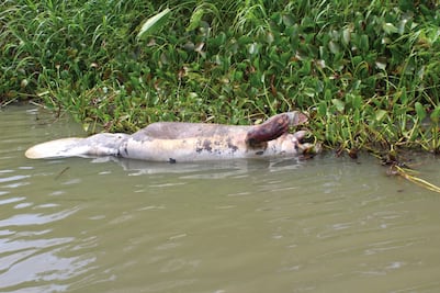 Manatíes, nadie sabe la razón de tanta muerte