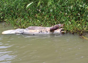 Manatíes, nadie sabe la razón de tanta muerte