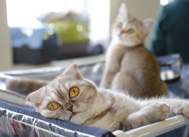 El arañazo de un gato podría provocarte esquizofrenia, según estudio